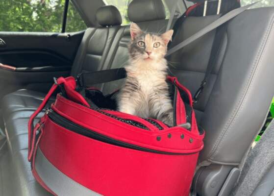 Перевозка животных в авто: правила и лайфхаки
